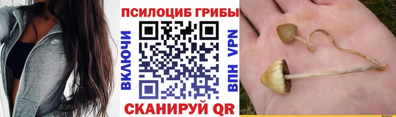 Псилоцибиновые грибы Cubensis  Мосальск 
